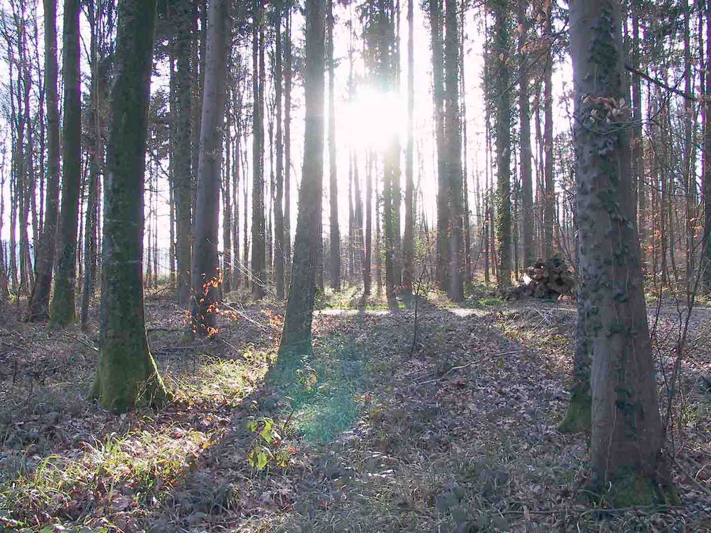 Wald und Sonne