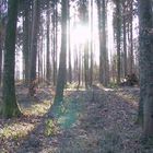 Wald und Sonne