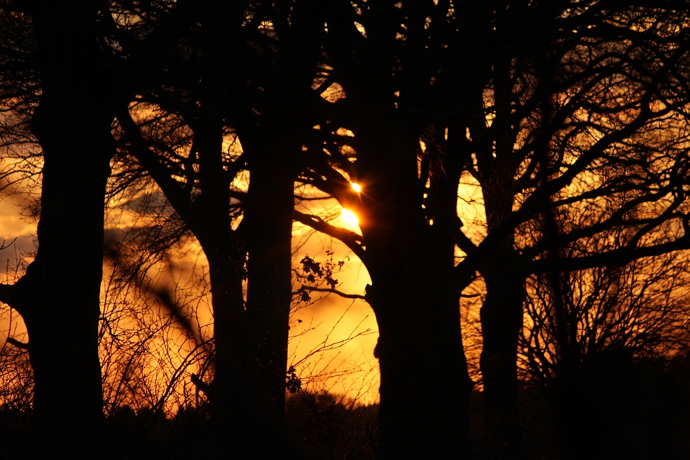 Wald und Sonne ....