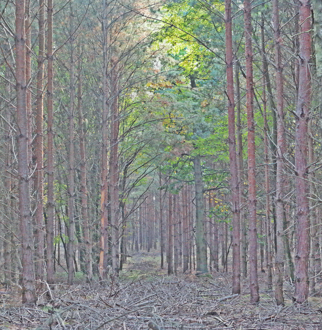 Wald und Sonne