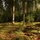 Wald und Sonne