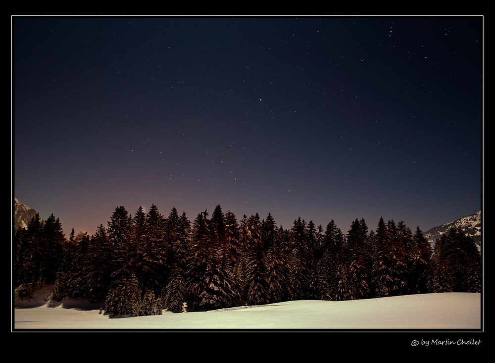 Wald und Sterne