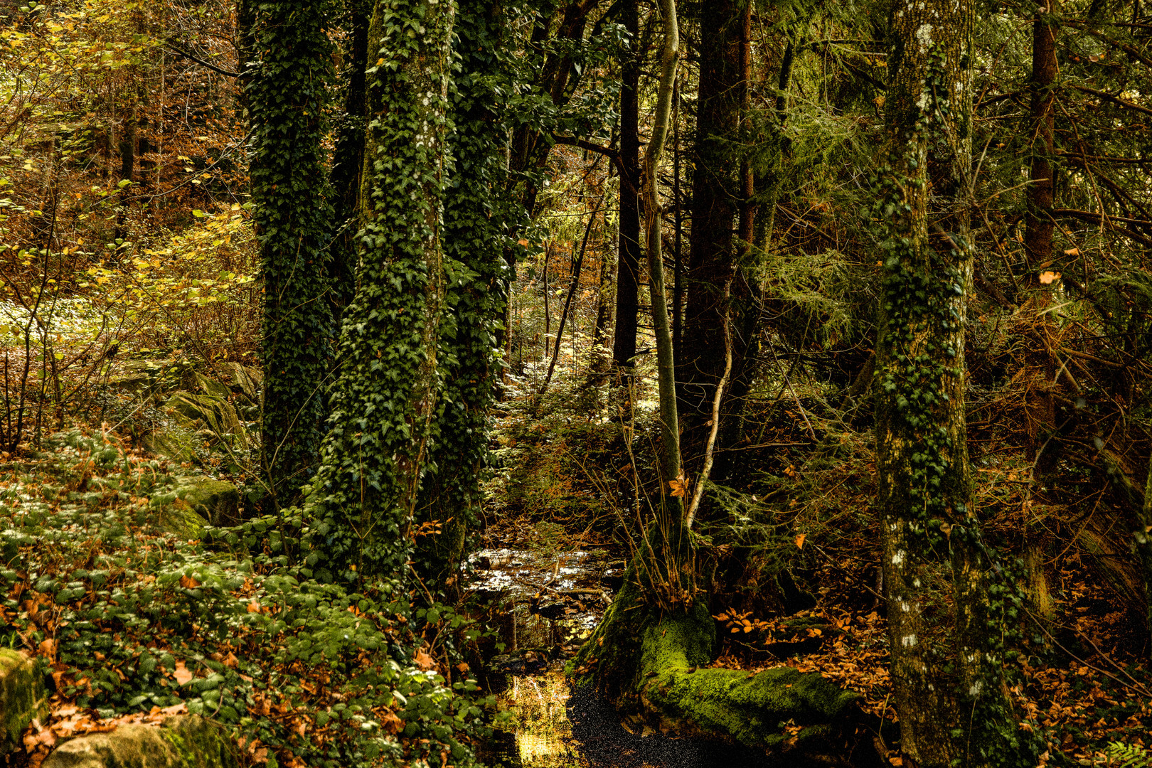 Wald und Waldbach