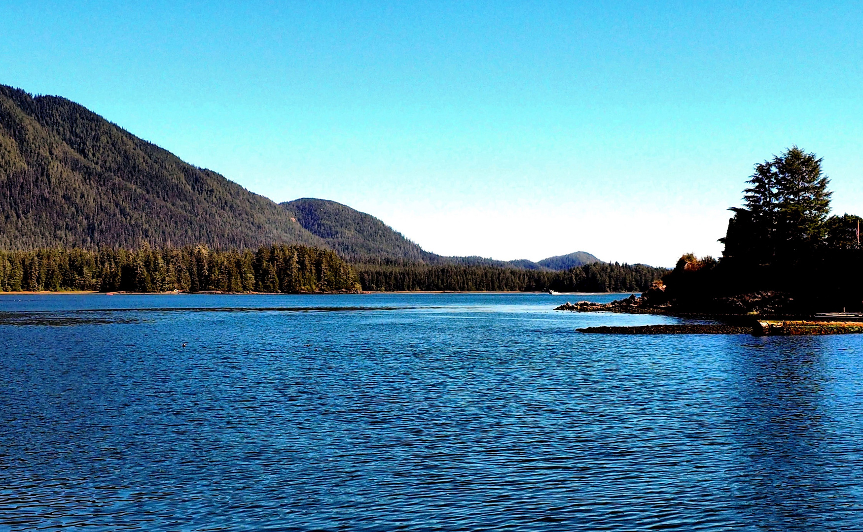 Wald und Wasser