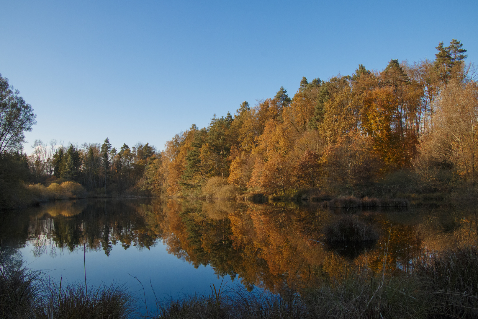 Wald und Weiher