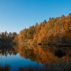 Wald und Weiher