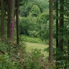 Wald und Wiese