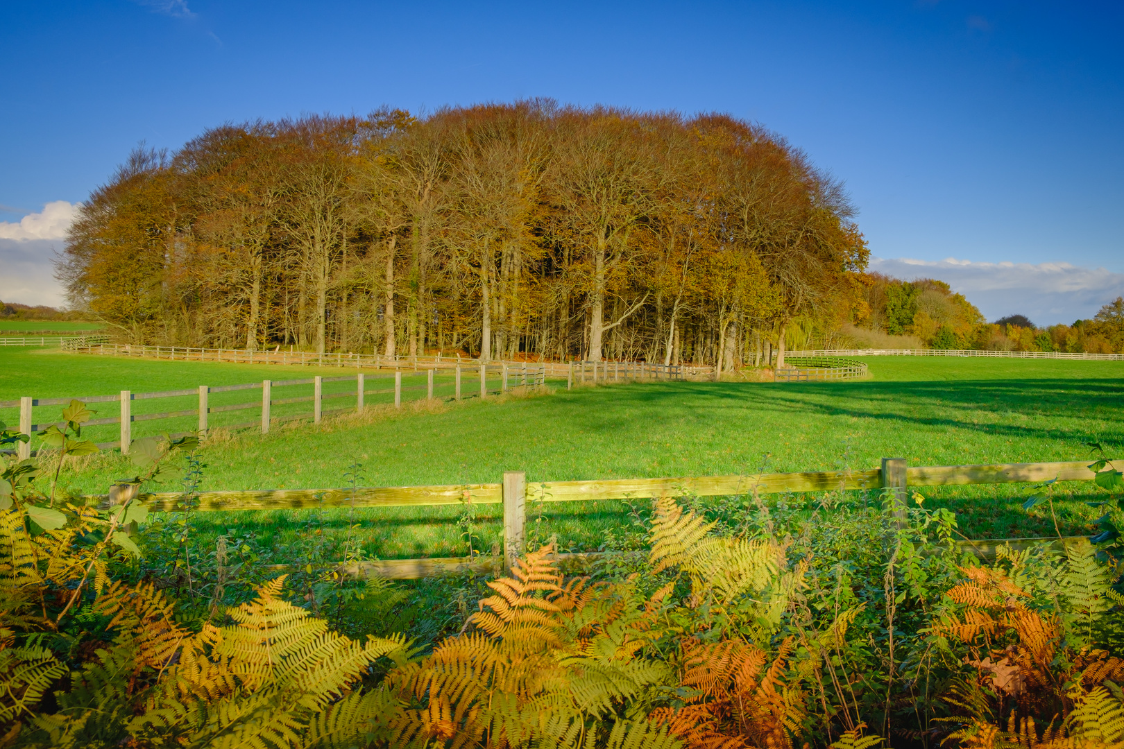 Wald und Wiese