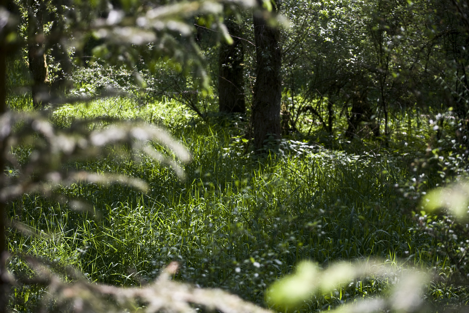 Wald und Wiese