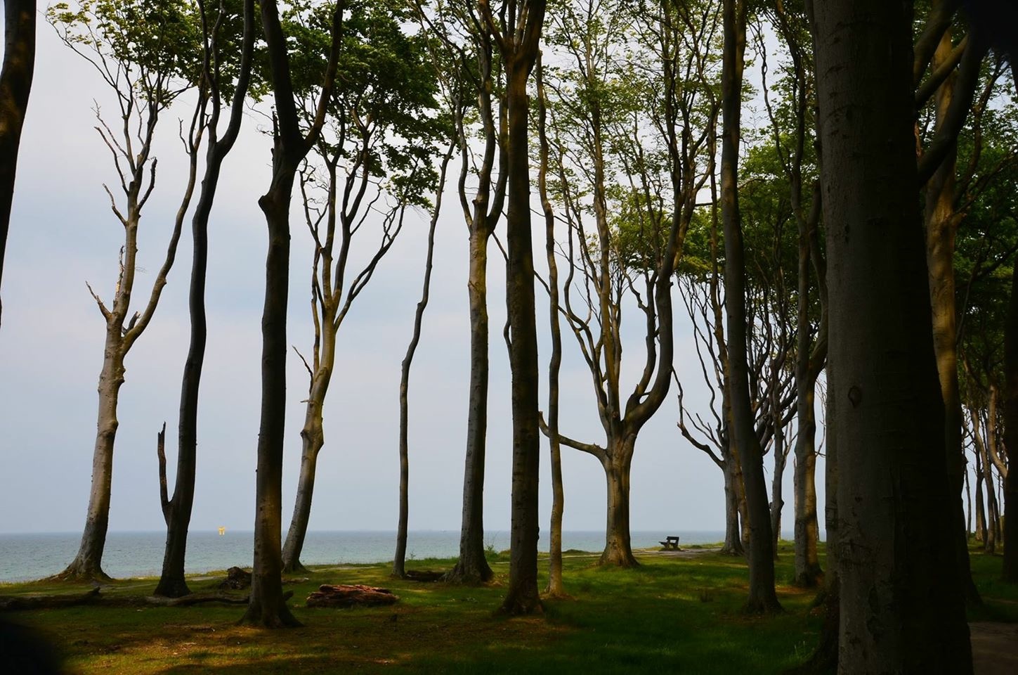 Wald und Wiese