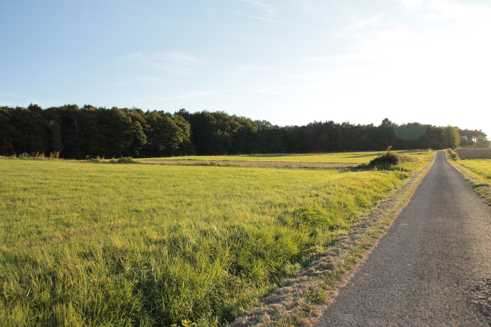 Wald und Wiese bei Sonnenuntergang