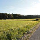 Wald und Wiese bei Sonnenuntergang