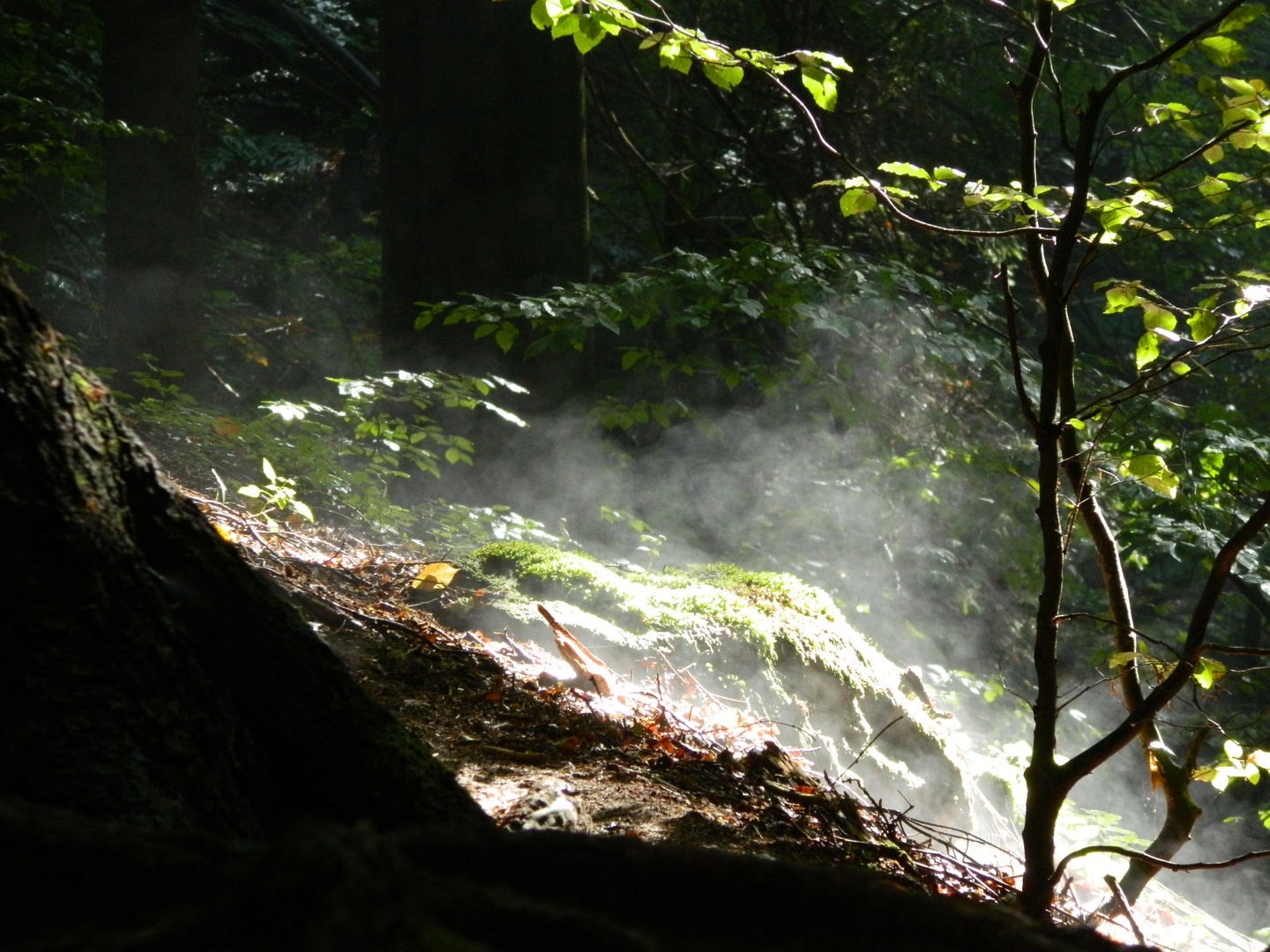 Wald und Wiese - physikalische Zustandsänderung