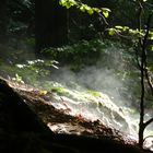 Wald und Wiese - physikalische Zustandsänderung