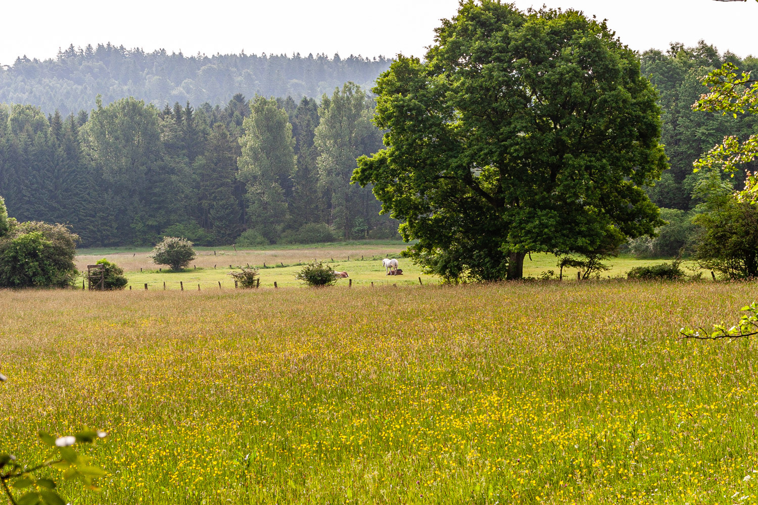 Wald und Wiesen