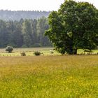 Wald und Wiesen