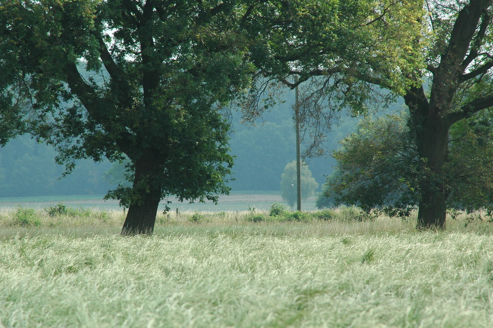 Wald und Wiesen