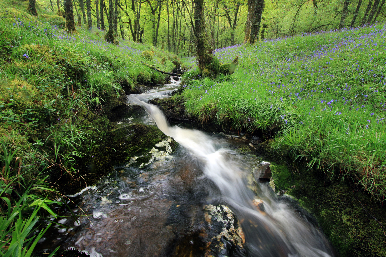 Wald und Wiesen