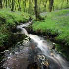 Wald und Wiesen