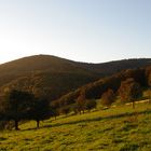 Wald und Wiesen