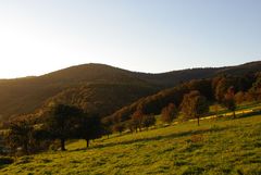 Wald und Wiesen