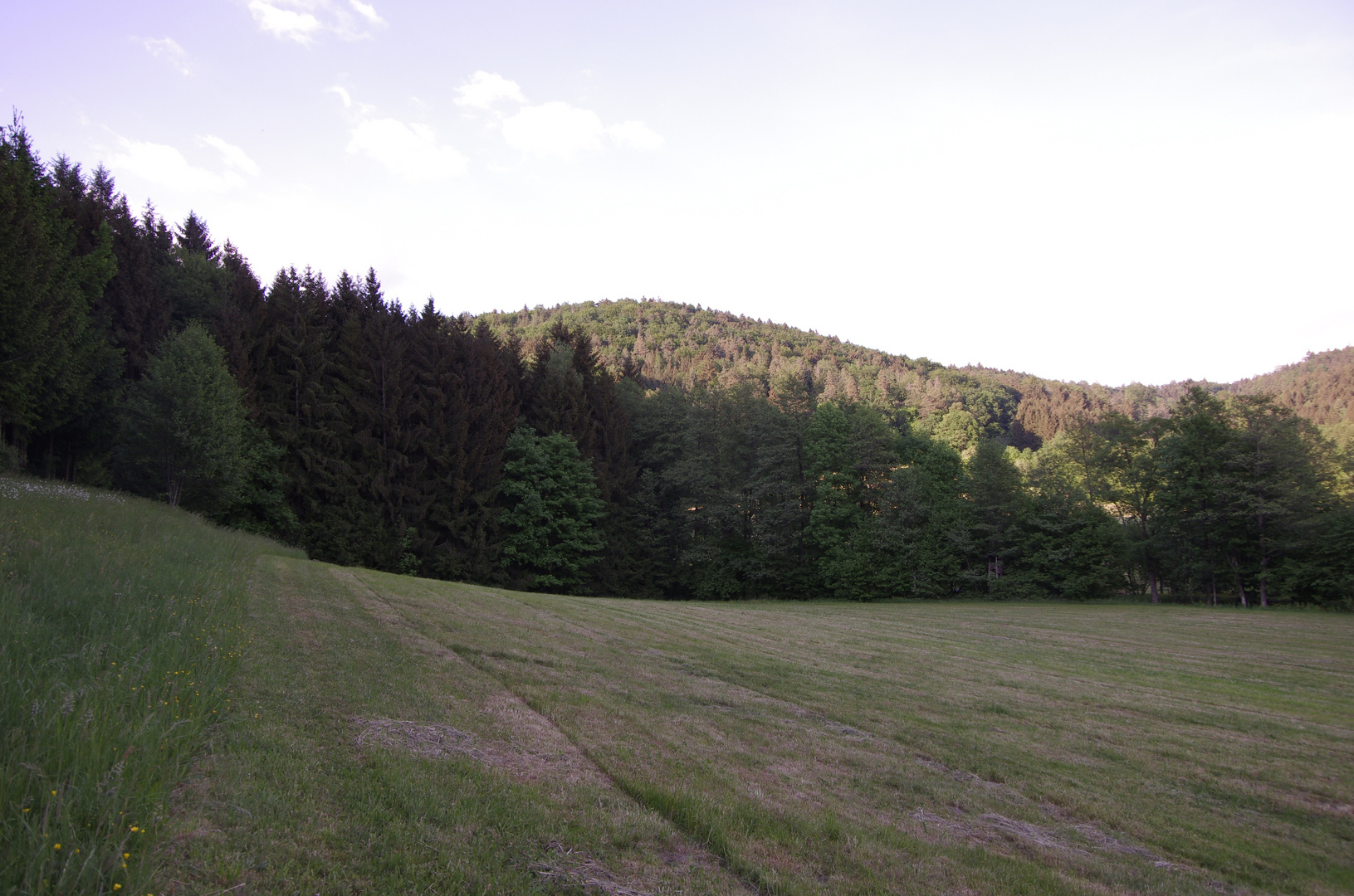 Wald und Wiesen