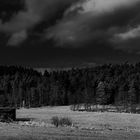 Wald und Wiesen in schwarz und weiß