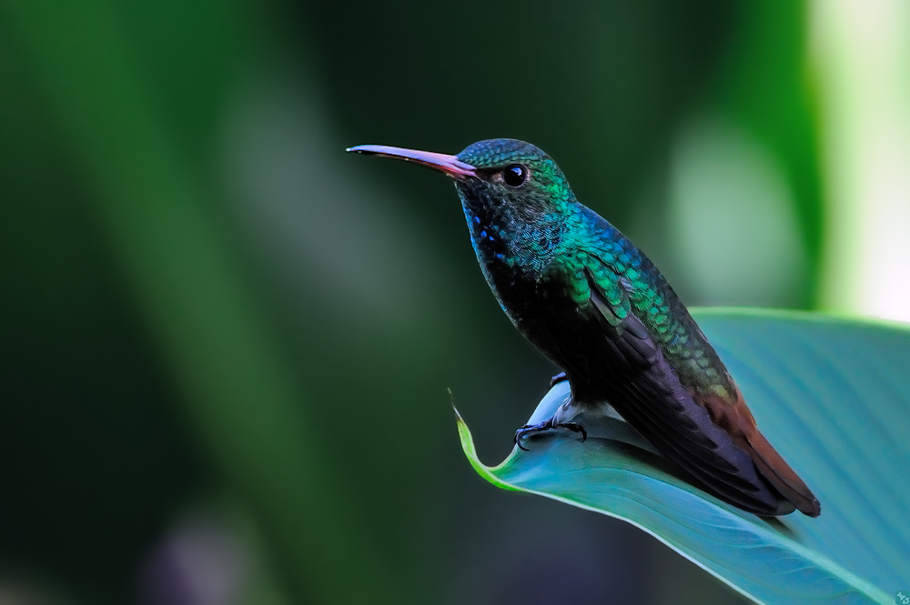 Wald- und Wiesen-Kolibri