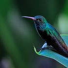 Wald- und Wiesen-Kolibri