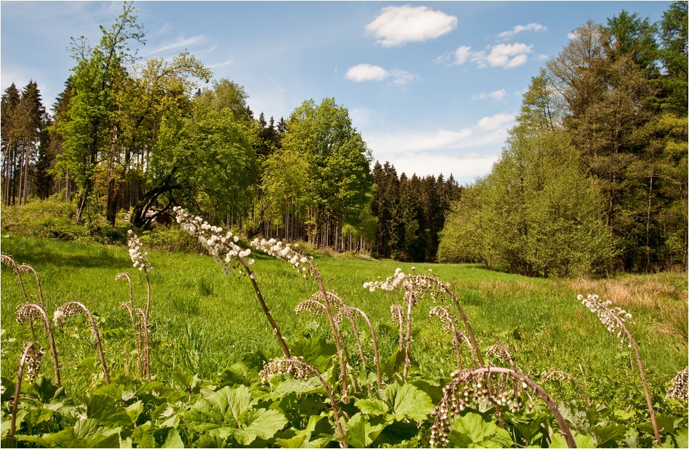 Wald- und Wiesen-Wanderweg