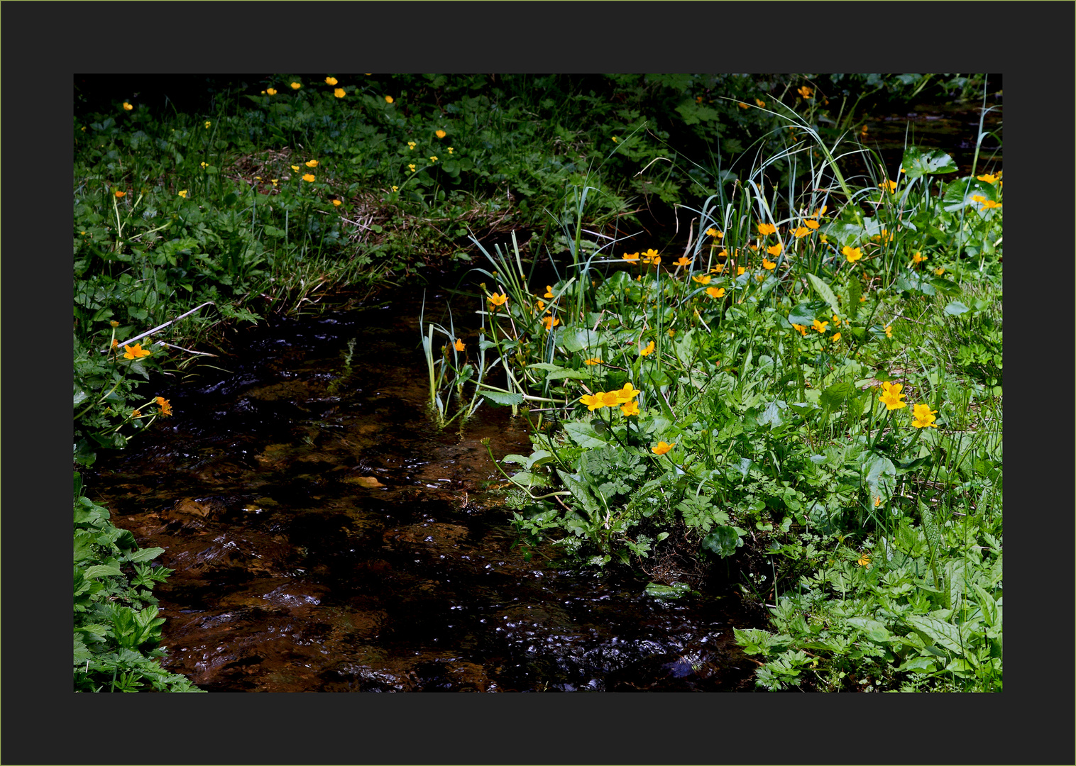 Wald- und Wiesenbachl