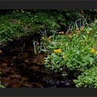 Wald- und Wiesenbachl