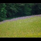 Wald- und Wiesenbild