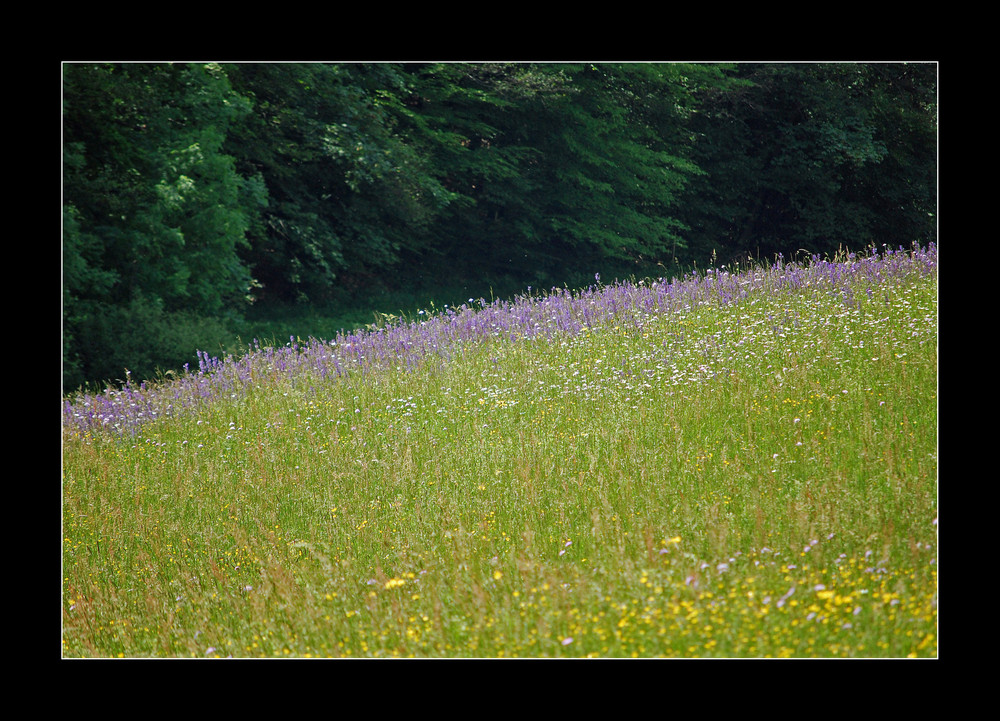 Wald- und Wiesenbild