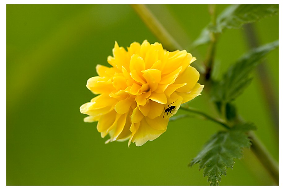 Wald- und Wiesenblume