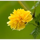 Wald- und Wiesenblume