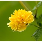 Wald- und Wiesenblume