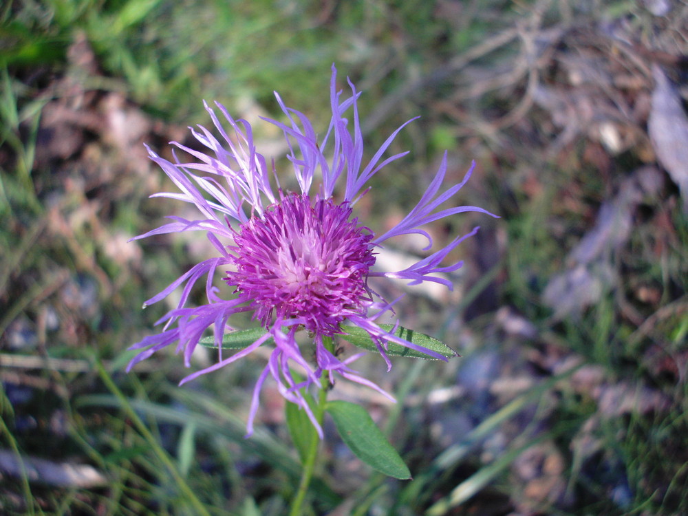 wald- und wiesenblume