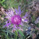 wald- und wiesenblume