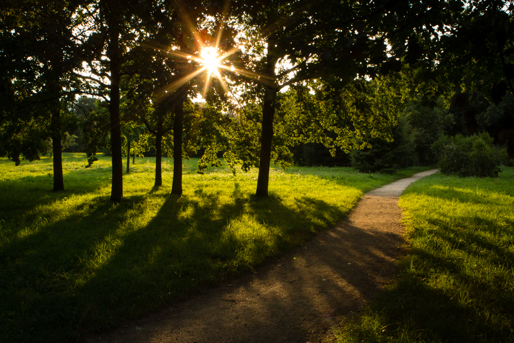 Wald- und Wiesenfoto