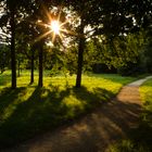 Wald- und Wiesenfoto