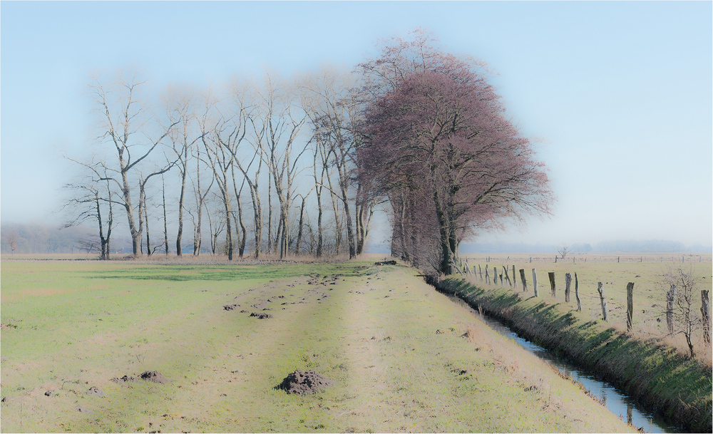 Wald-und Wiesenfoto