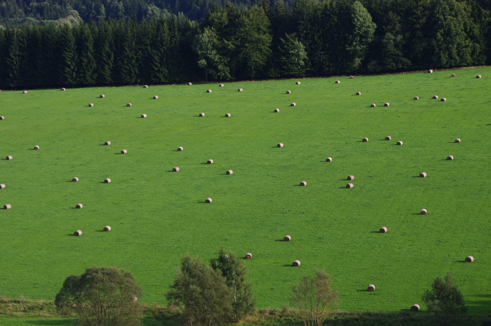 Wald- und Wiesenlandschaft in Bayern