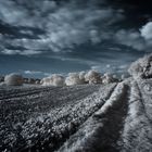 Wald und Wiesenlandschaft in IR #4