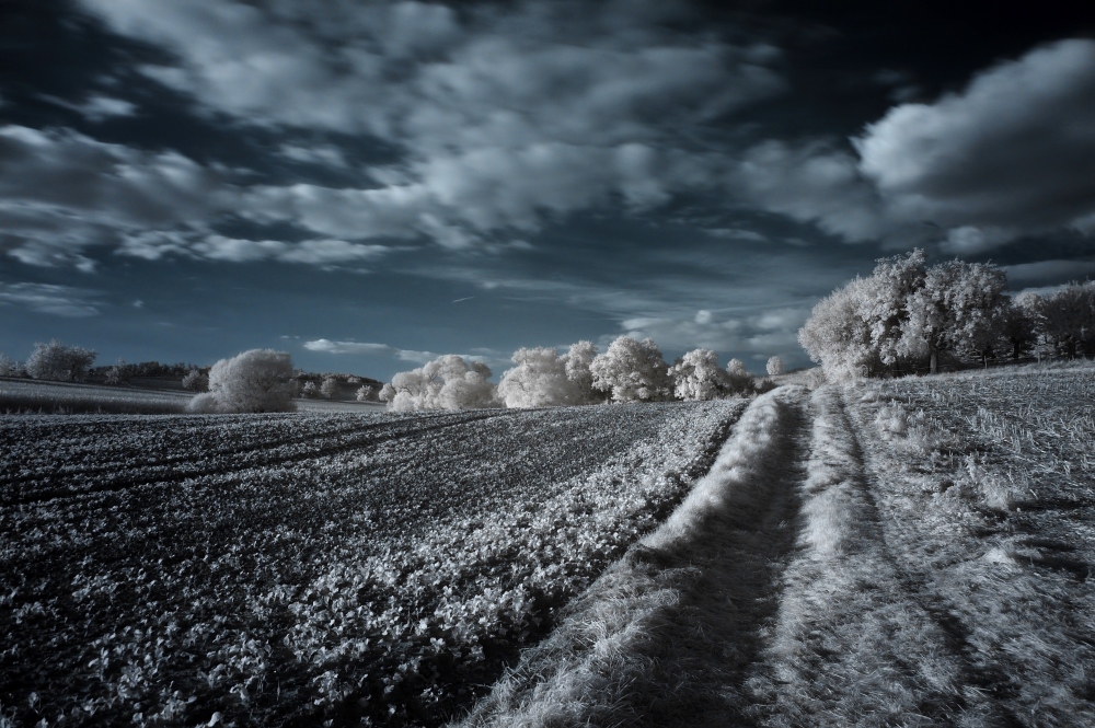 Wald und Wiesenlandschaft in IR #4