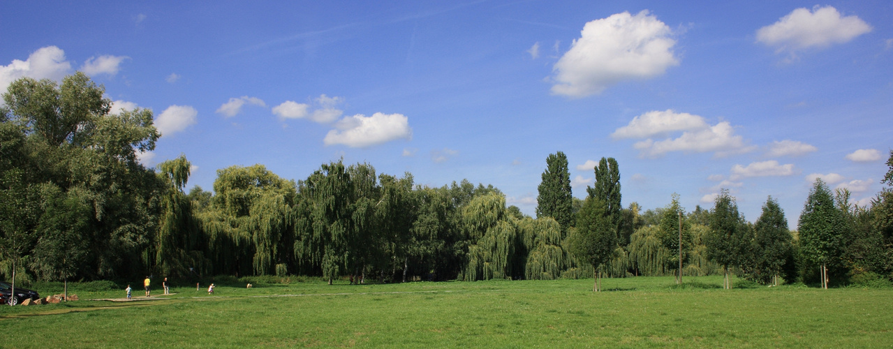 Wald- und Wiesenpanorama