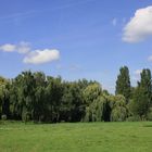 Wald- und Wiesenpanorama