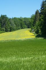 Wald und Wiesenstimmung