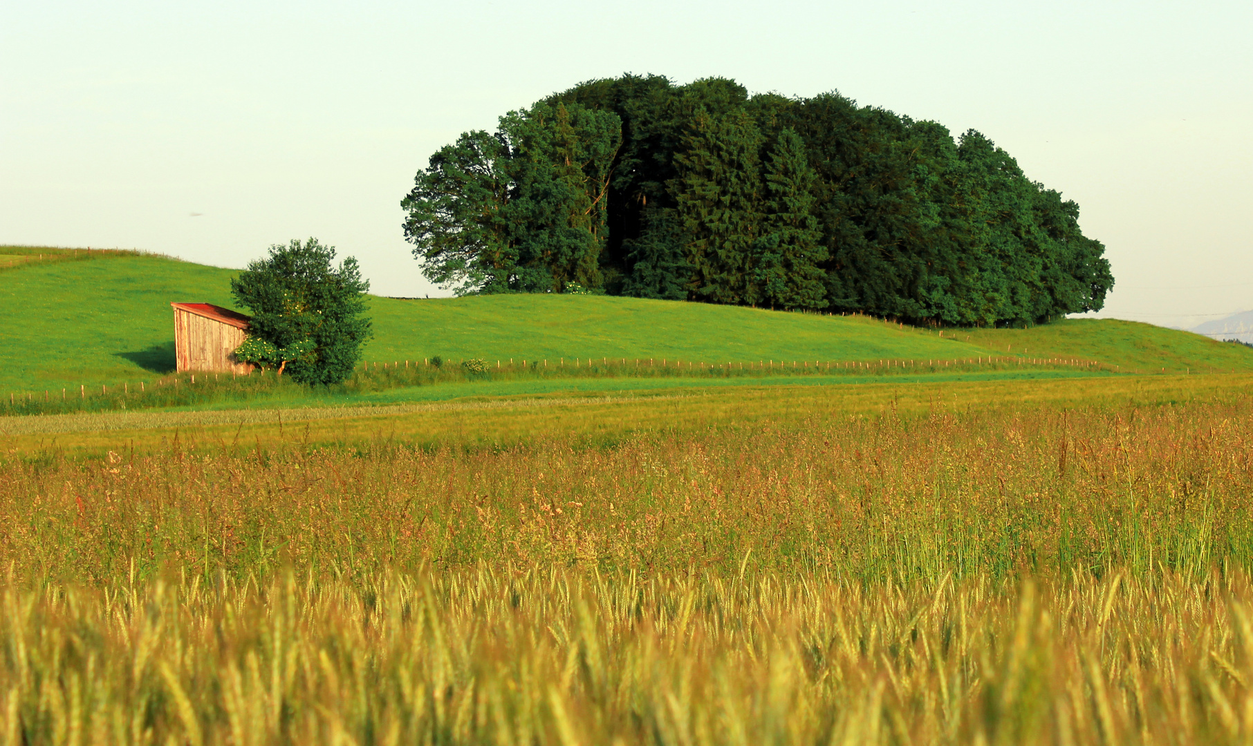 Wald und Wiesn im Oberland