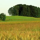 Wald und Wiesn im Oberland